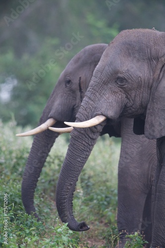 Photography Elephant profiles