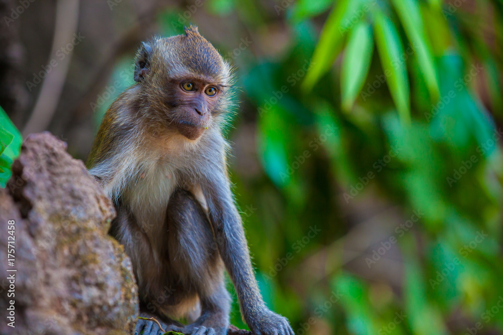 Monkey in the natural habitat, Thailand. Monkey in the natural habitat, Thailand.