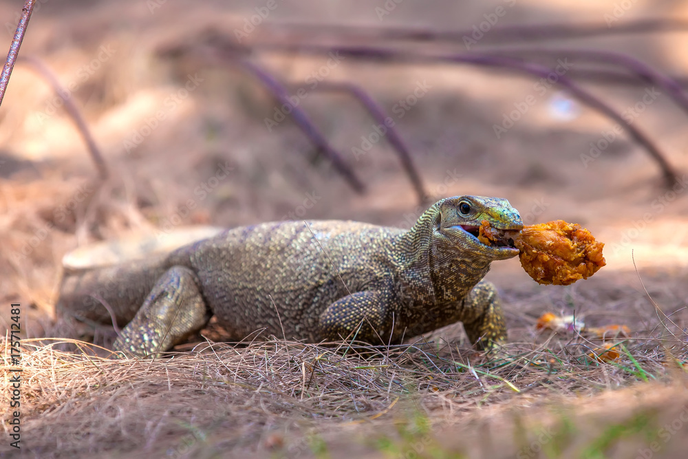 The monitor lizards (Varanus) eats toasted chicken in batter The monitor lizards (Varanus) eats toasted chicken in batter