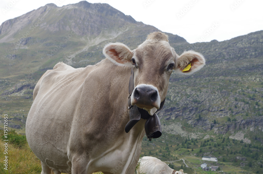 Une vache en liberté dans les montagnes Suisses