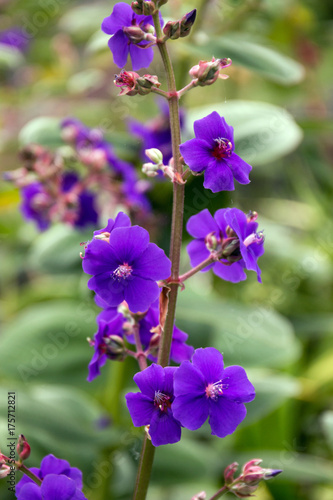 Tibouchina urvilleana  flower