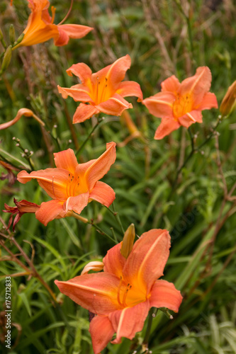 orange day-lily flower