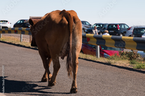 Brown cow walking on the road © Mauro Rodrigues