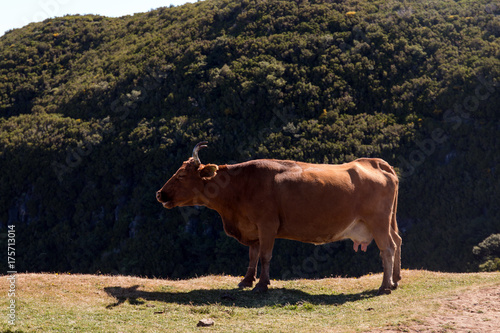 Brown cow on top of the mountain