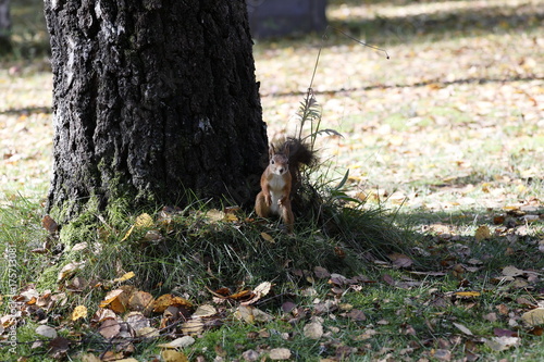 Squirrel makes a daily visit,while it tastes like the birds food