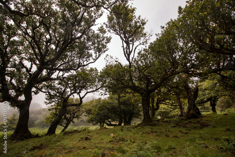 Fanal old Laurel trees Fanal old Laurel trees