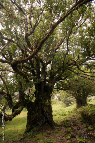 Fanal old Laurel trees