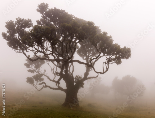 Fanal old Laurel trees