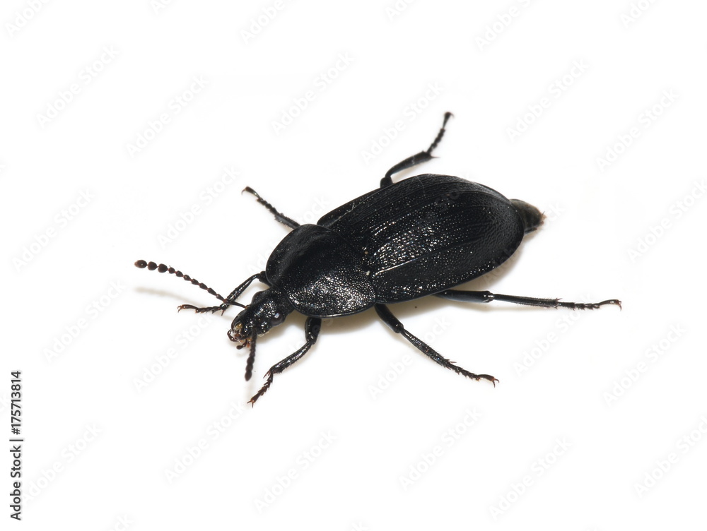 European carrion beetle Phosphuga atrata isolated on white background European carrion beetle Phosphuga atrata isolated on white background