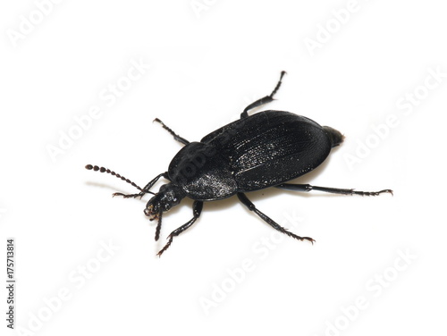 European carrion beetle Phosphuga atrata isolated on white background