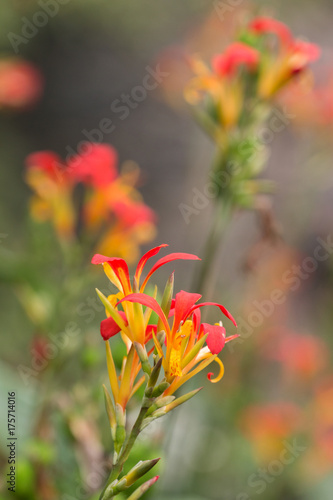 African arrowroot flower photo