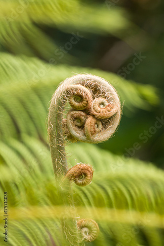 forest tree fern