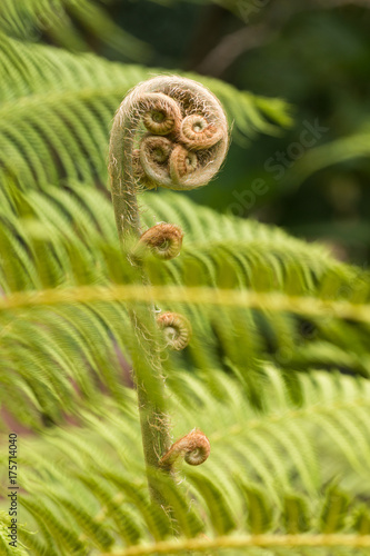 forest tree fern