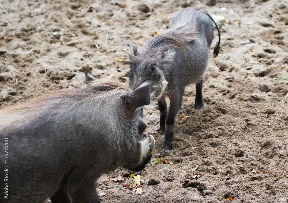common warthog (Phacochoerus africanus) common warthog (Phacochoerus africanus)
