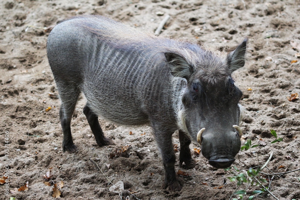common warthog (Phacochoerus africanus) common warthog (Phacochoerus africanus)