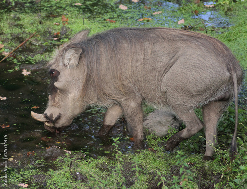  common warthog (Phacochoerus africanus)