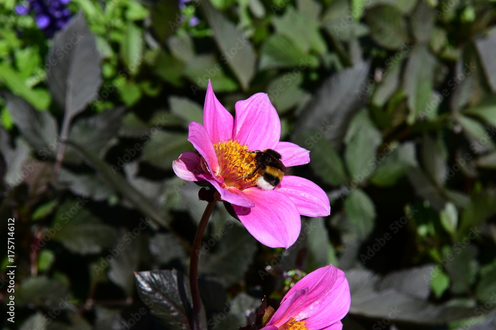 Obraz premium Hummel uf Blüte