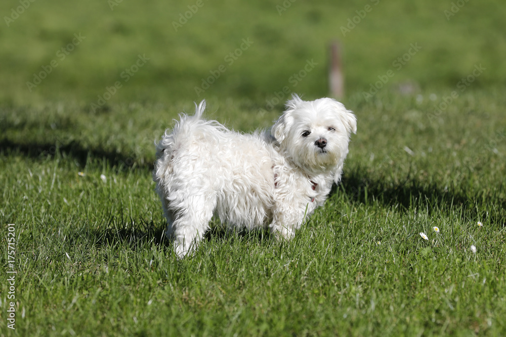 Hund Malteser auf dem Rasen