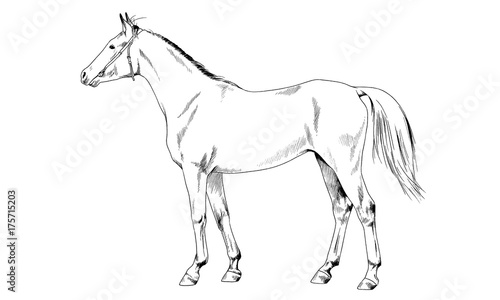 race horse without a harness drawn in ink by hand on white background in full length © evgo1977