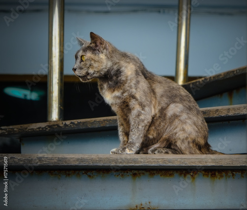 Cat sitting on the stairs
