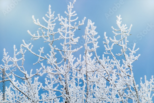 A white hoarfrost on the branches of a tree on a frosty winter day. Winter background with soft blurred focus.