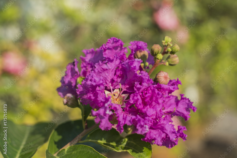Lagerstroemia speciosa, beautiful purple flowers with the leaves with blurred natural background Lagerstroemia speciosa, beautiful purple flowers with the leaves with blurred natural background