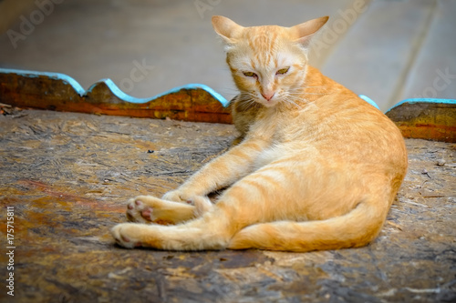 Orange cat lying and be sle...