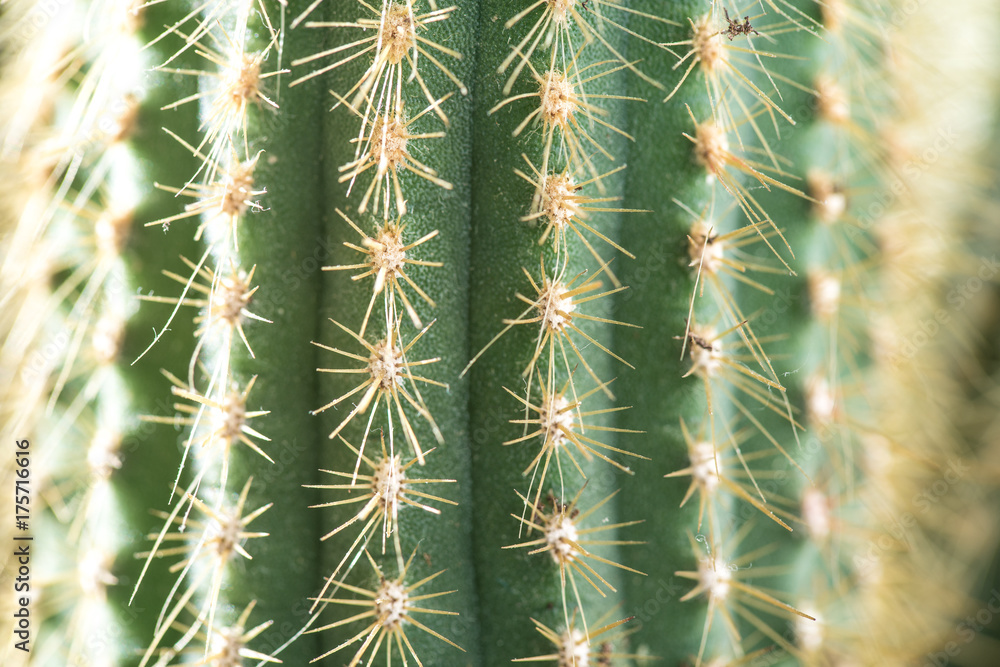 Cactus close-up. Home indoor plants with thorns. A succulent Cactus close-up. Home indoor plants with thorns. A succulent