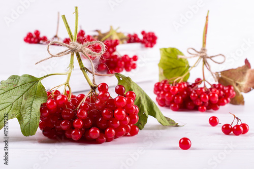 Bunch of fresh ripe organic viburnum berries  on white background. Ingredients for vitamin healthy  beverage