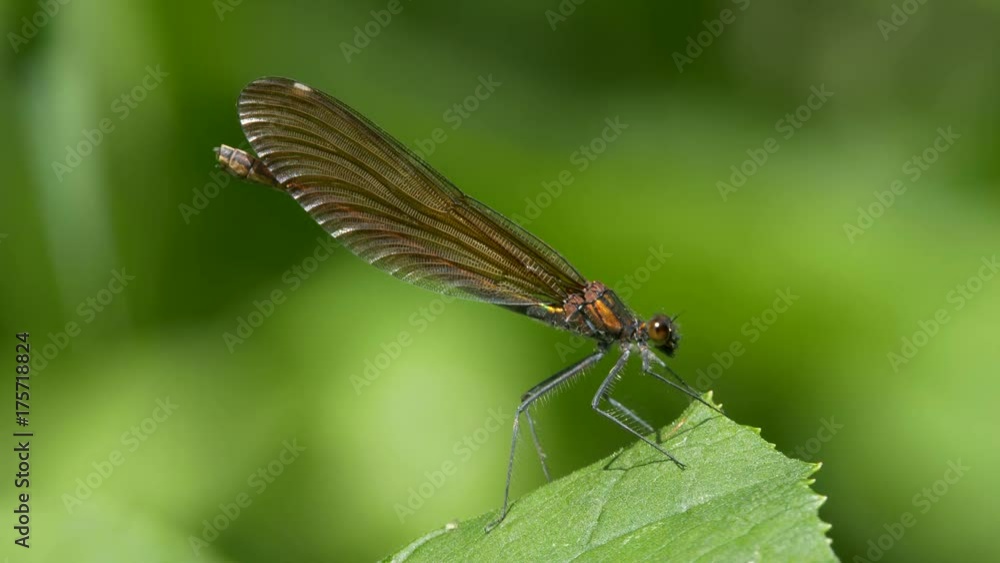 Beautiful demoiselle (Calopteryx virgo) Beautiful demoiselle (Calopteryx virgo)