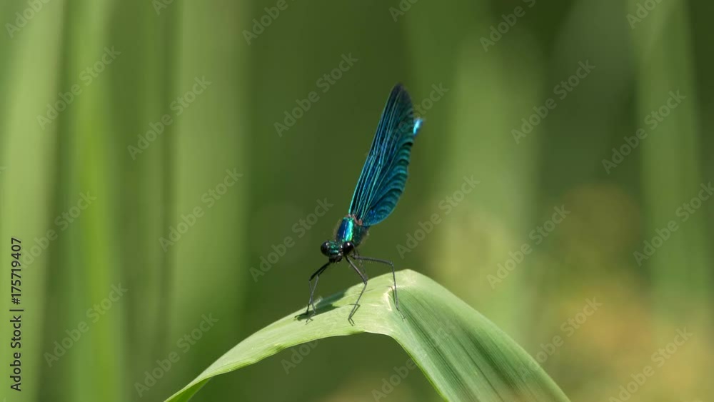 Beautiful demoiselle (Calopteryx virgo) Beautiful demoiselle (Calopteryx virgo)