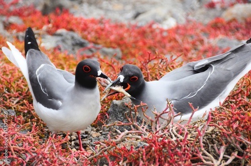 Two sea gulls fighting for afish in the galapagos photo