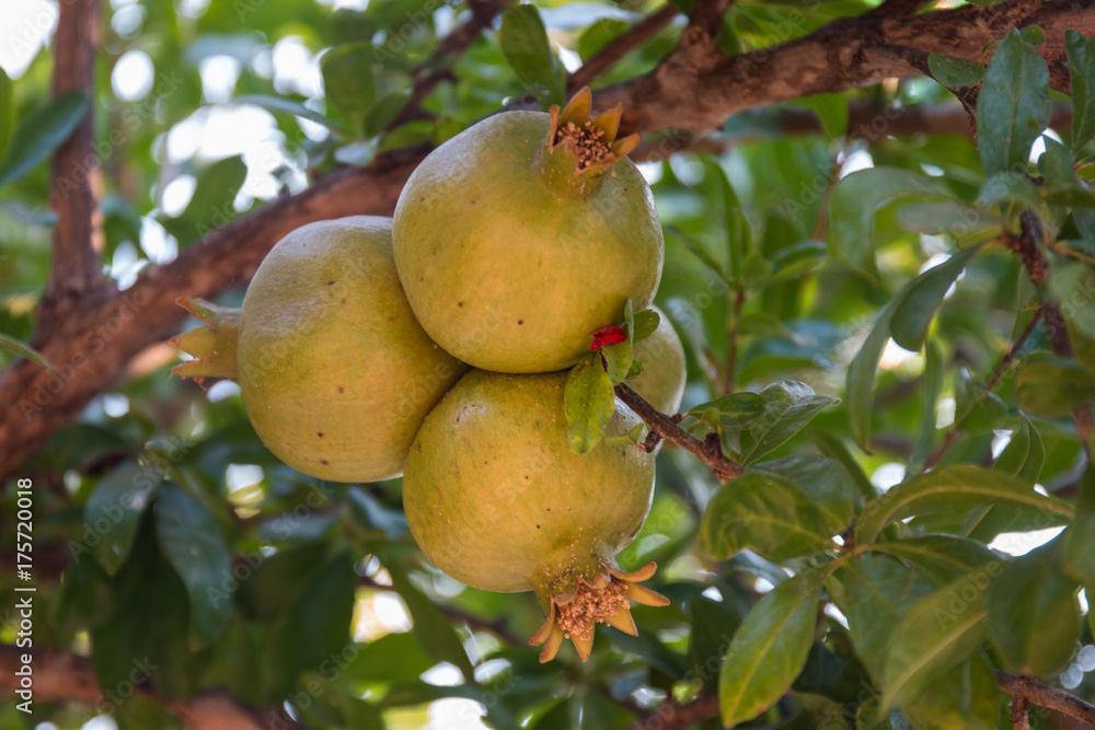 Pomegranate fruit in tree Pomegranate fruit in tree