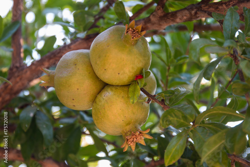 Pomegranate fruit in tree