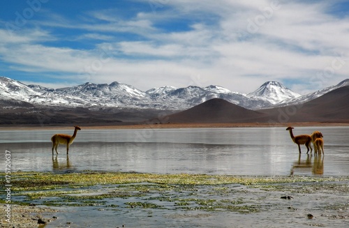 Wallpaper Mural 3 guanacos (relatives of the llama) in alake, in front of an breath taking mountain view in bolivia Torontodigital.ca