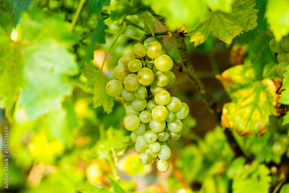 White wine grape riesling in the vineyard White wine grape riesling in the vineyard