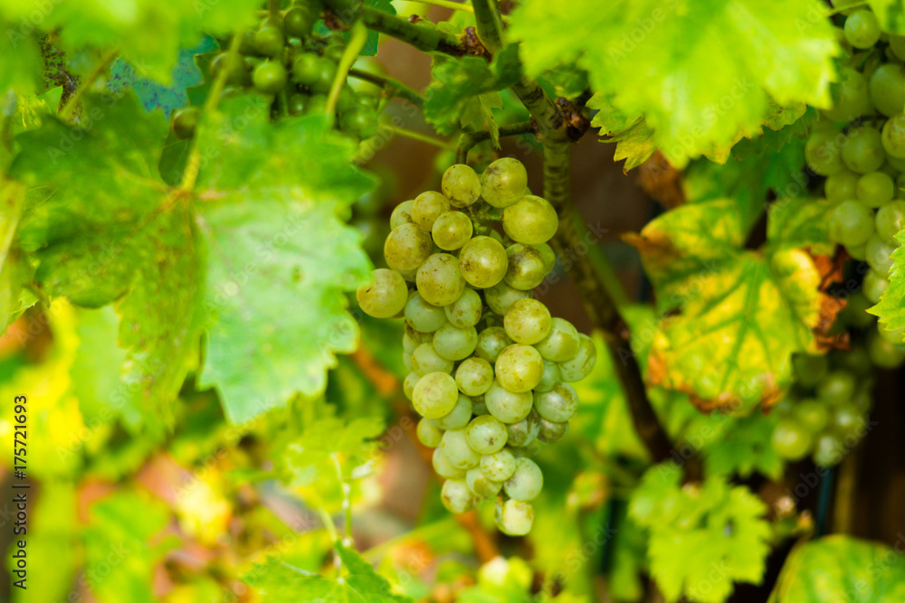 White wine grape riesling in the vineyard