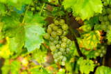 White wine grape riesling in the vineyard