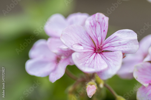 Pink flower of Geranium, Pelargonium x hortorum L.H.Bail (Geraniaceae)