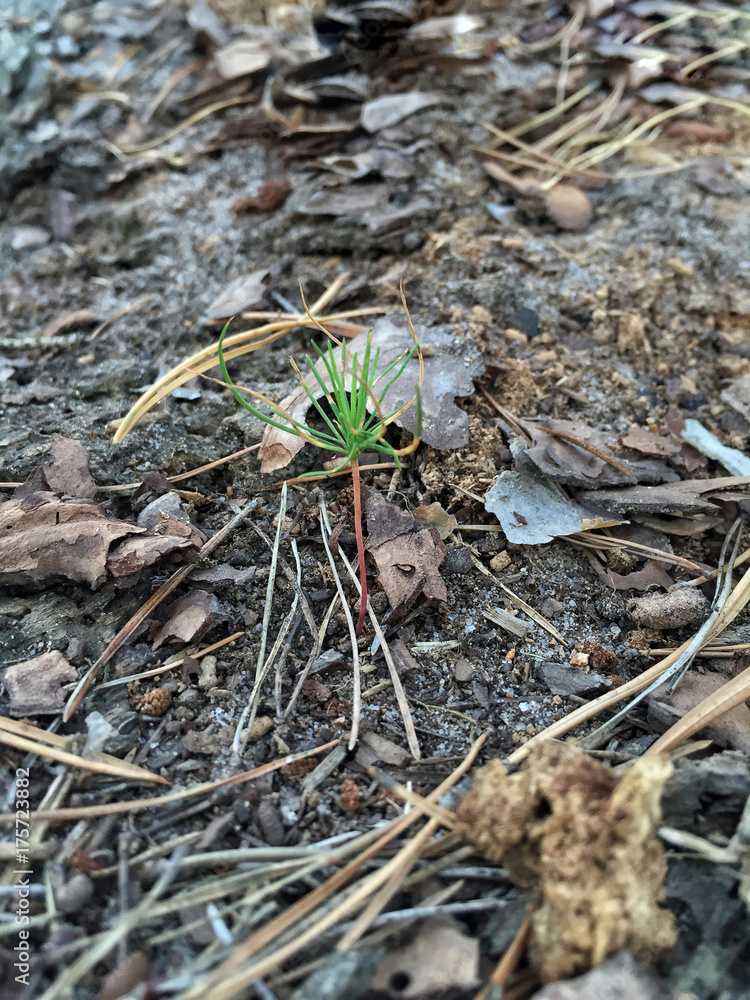 new small pine sapling on ground in a forest