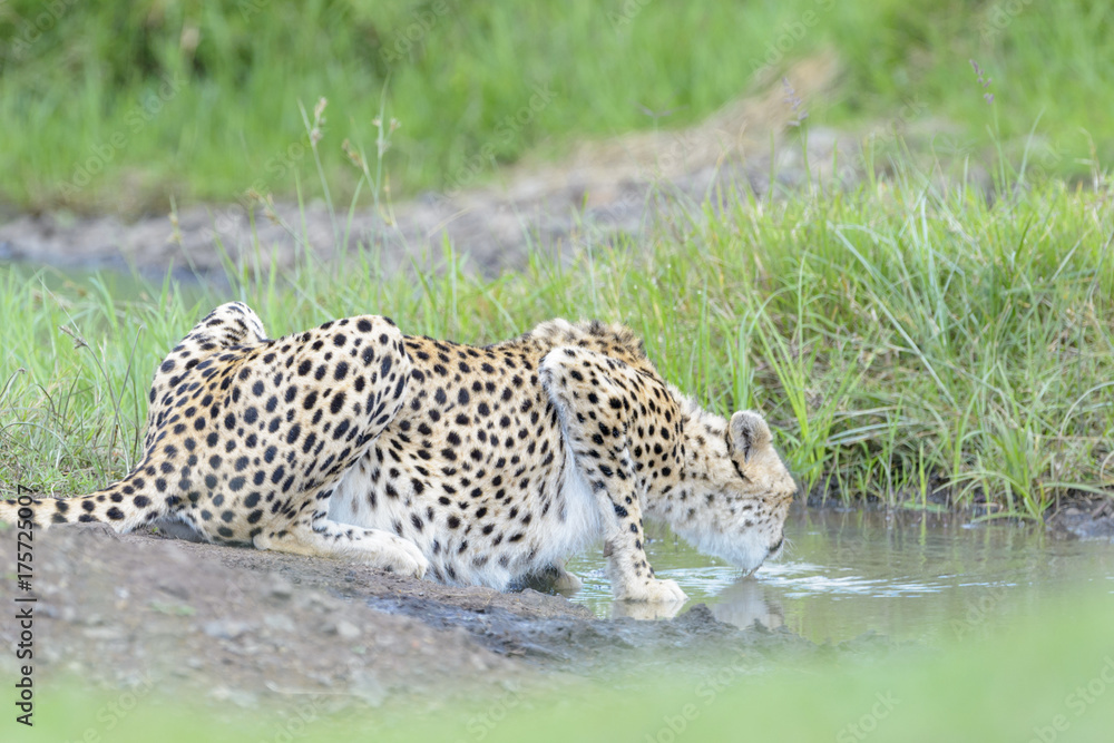 Naklejka premium Cheetah (Acinonix jubatus) drinking water, Masai Mara, Kenya