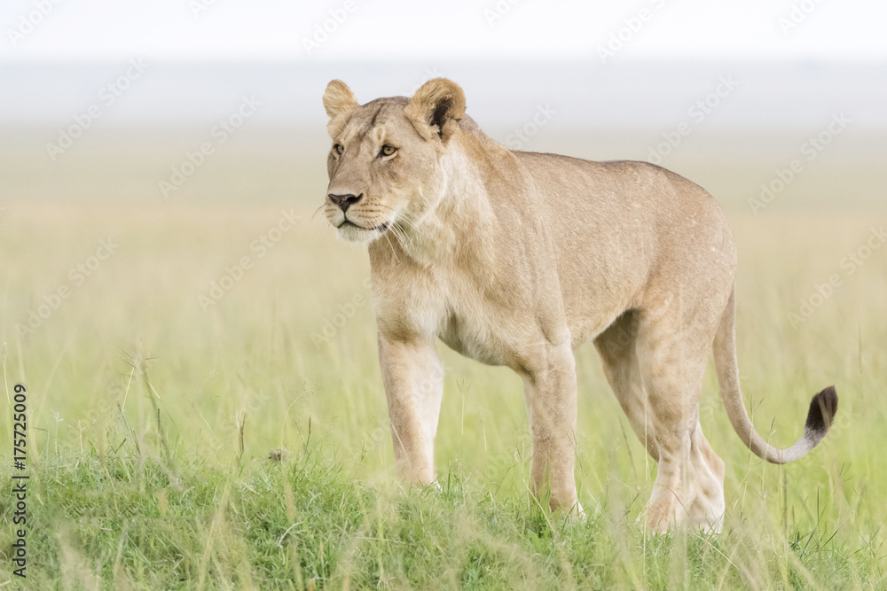 Lion (Panthera leo) standing in savannah, Masai Mara, Kenya Lion (Panthera leo) standing in savannah, Masai Mara, Kenya