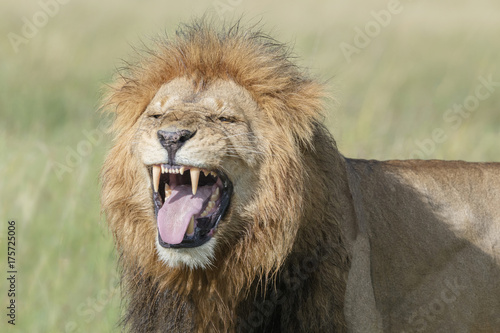 Male lion (Panthera leo) standing in savannah, smelling for female, Masai Mara, Kenya