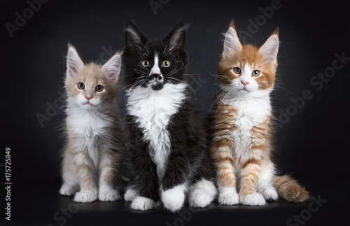 Row of three maine coon cat kittens isolated on black background facing camera