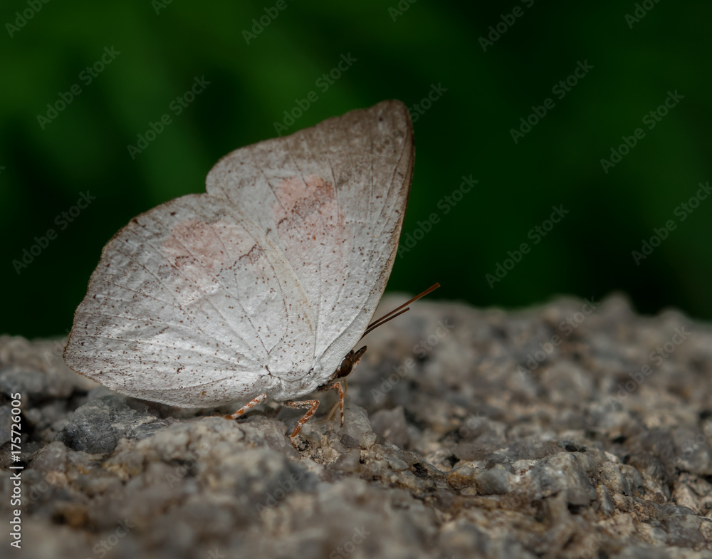 Fototapeta premium Colorful butterflies