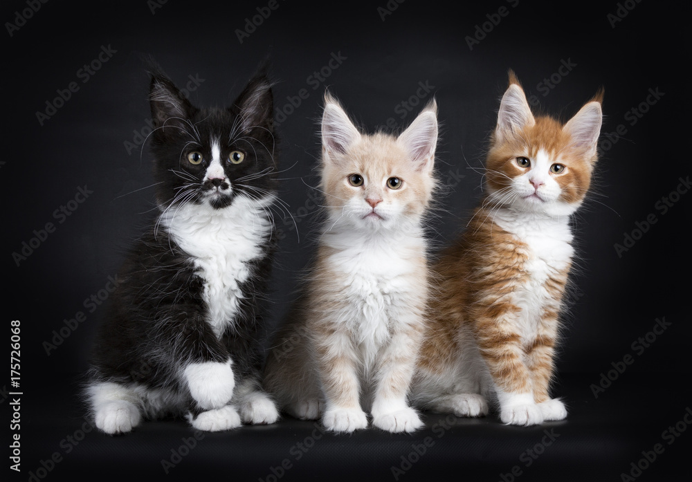 Row of three maine coon cat kittens isolated on black background facing camera Row of three maine coon cat kittens isolated on black background facing camera