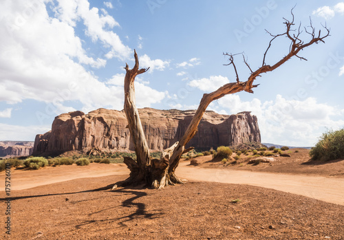 Twisted dry tree with shadow - Monument Valley panorama - Arizona  AZ  USA