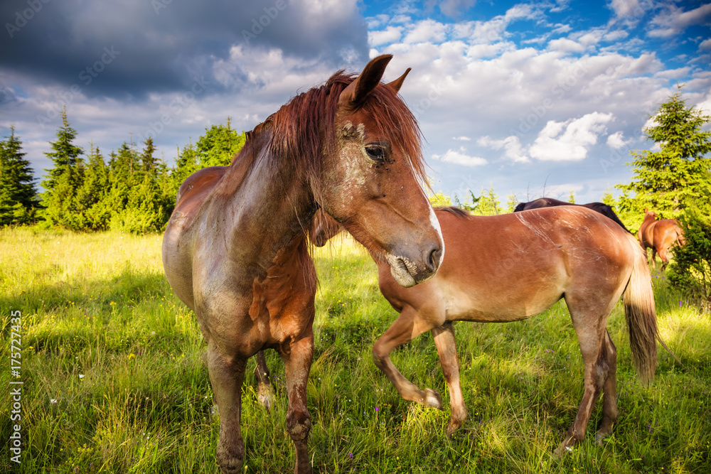 Dirty horses grazing in the pasture that is illuminated by the sun. Location place Carpathian, Ukraine, Europe. Beauty world. Dirty horses grazing in the pasture that is illuminated by the sun. Location place Carpathian, Ukraine, Europe. Beauty world.