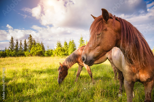 Fototapeta Naklejka Na Ścianę i Meble -  Dirty horses grazing in the pasture that is illuminated by the sun. Location place Carpathian, Ukraine, Europe. Beauty world.