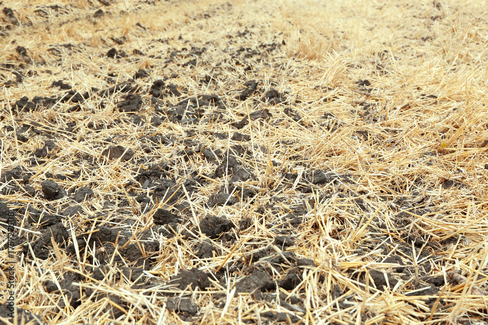 Straw on mown wheat field Straw on mown wheat field